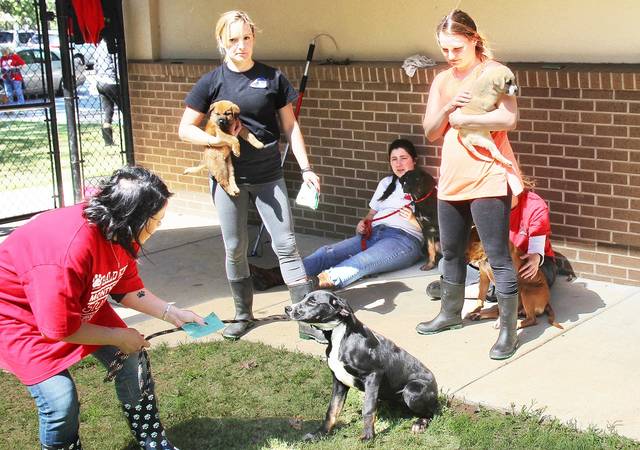 Volunteers prep dogs for adoption at animal shelter