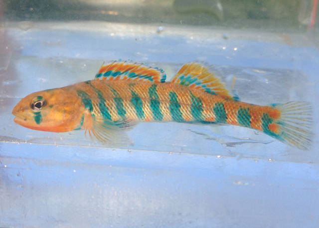 UAPB researchers study distribution of fish species endemic