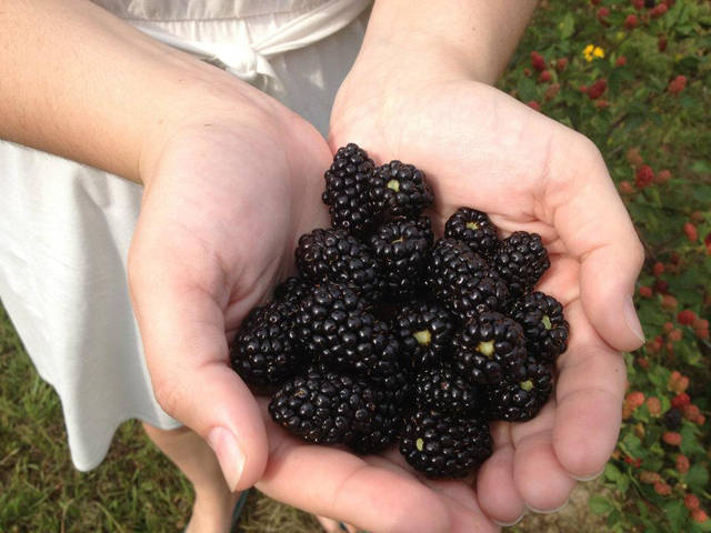 Blackberry demonstration expands throughout state