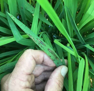 SW corn borers, rice disease incidents on the rise, experts say