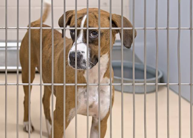 After unrest, PB animal shelter seeks solutions