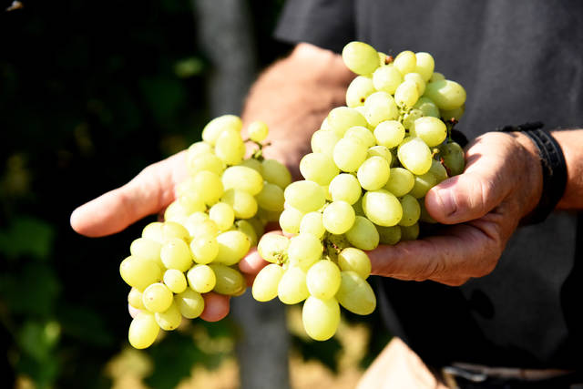 New table grape bonds great flavor to texture, UA expert says