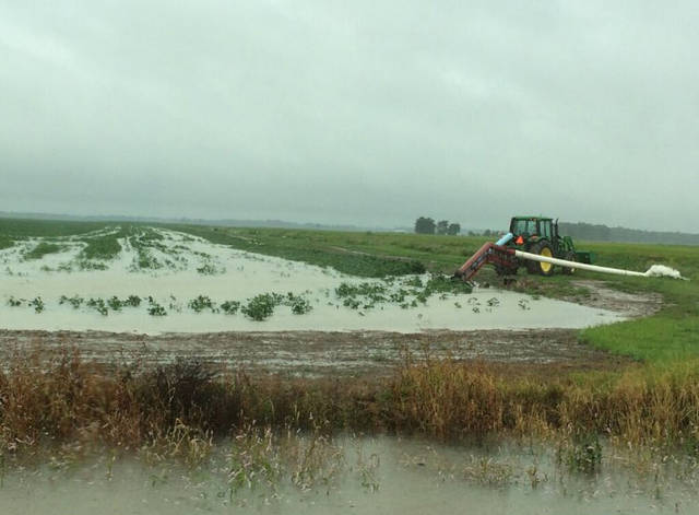 Harvey’s wind, rain leave large footprints in Delta crops