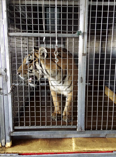 Circus animals found in Arkansas to be sent to Germany