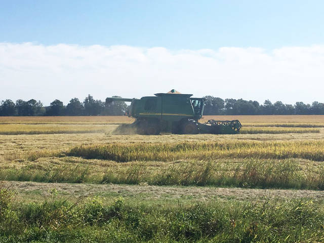 Arkansas growers race to harvest rice ahead of wind, rains from Irma