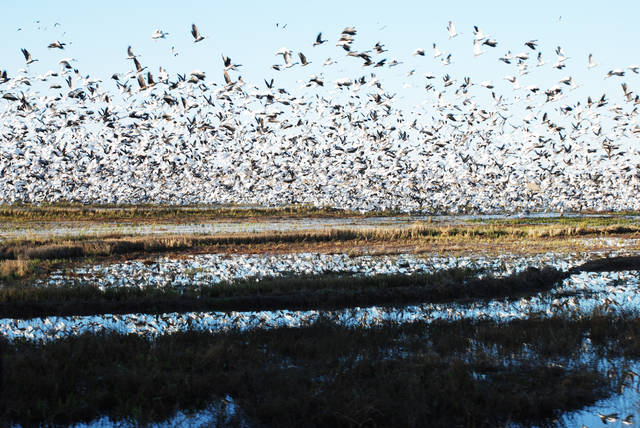 Where rice fields go, geese follow, experts report