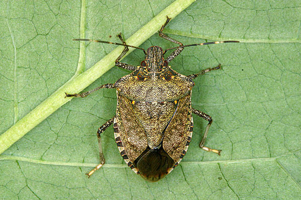 Invasive species of stink bug working its way into Arkansas