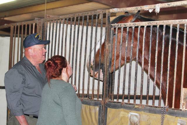 Budweiser Clydesdales gallop into PB, White Hall