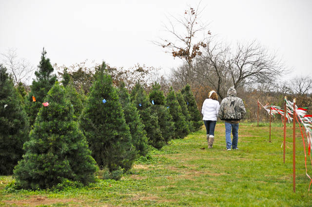 Know ceiling height before choosing Christmas tree