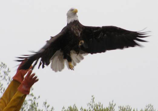 Helping Birds of Prey
