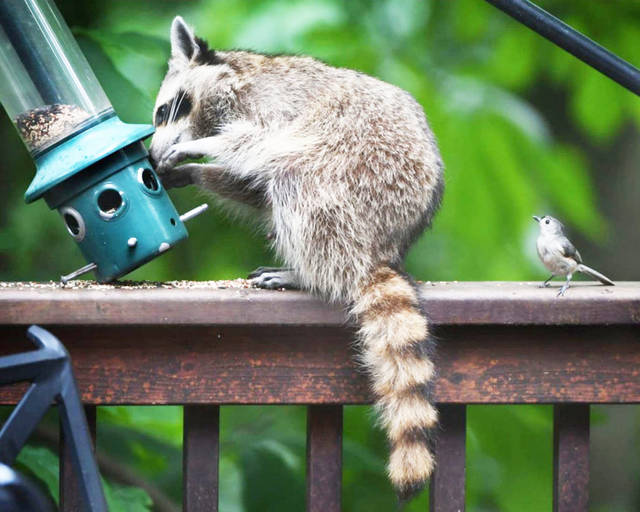 Which animals are smartest: Dogs, cats, or … raccoons?