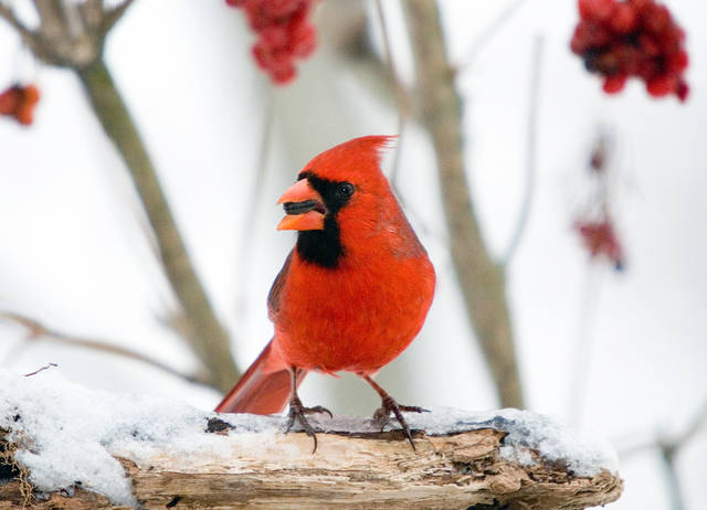 3 Rivers Audubon sets Christmas Bird Count