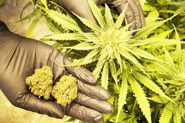 Medical pot has benefits for community