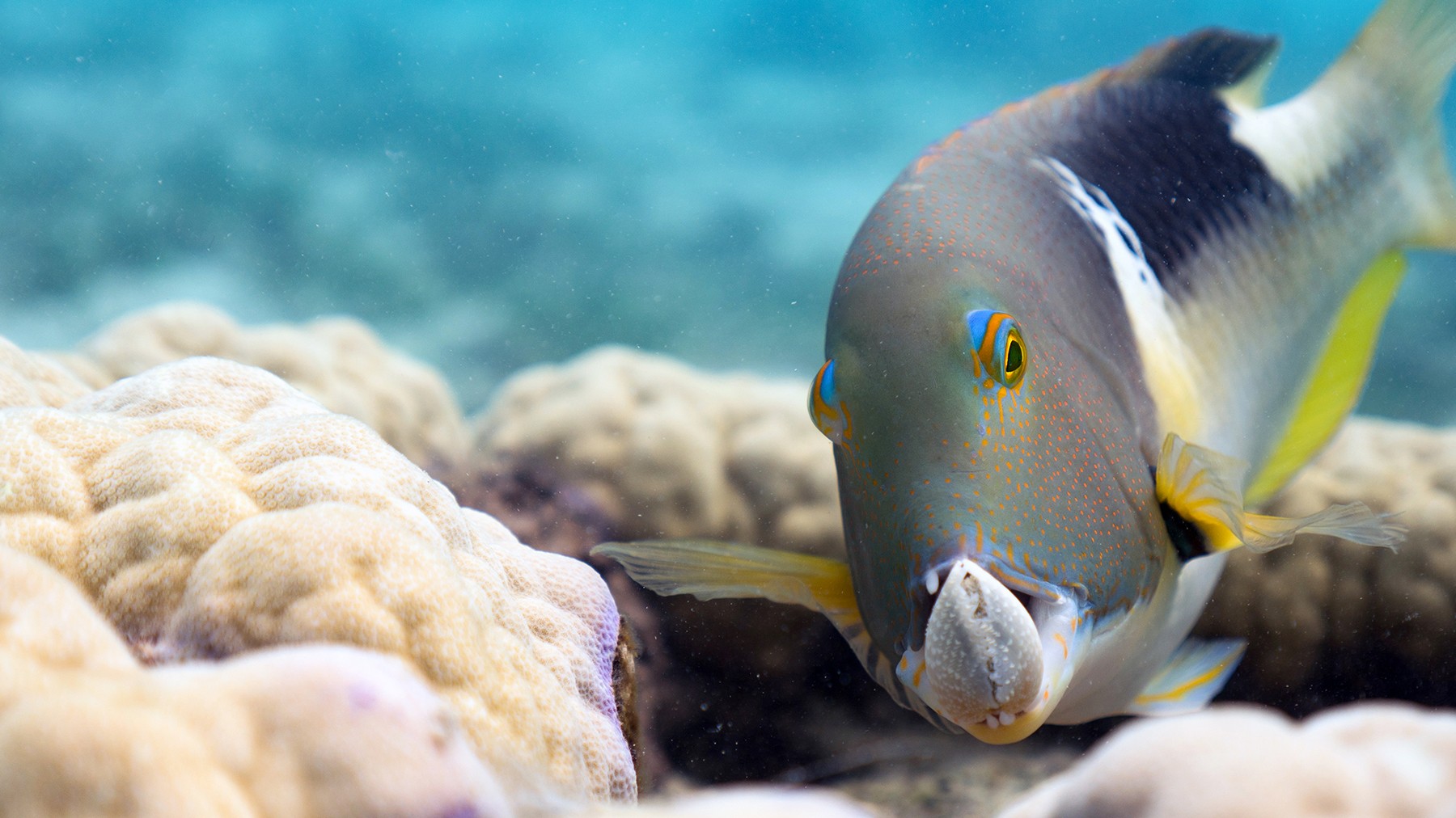 Stay Tuned: Don’t miss ‘Planet Earth: Blue Planet II’