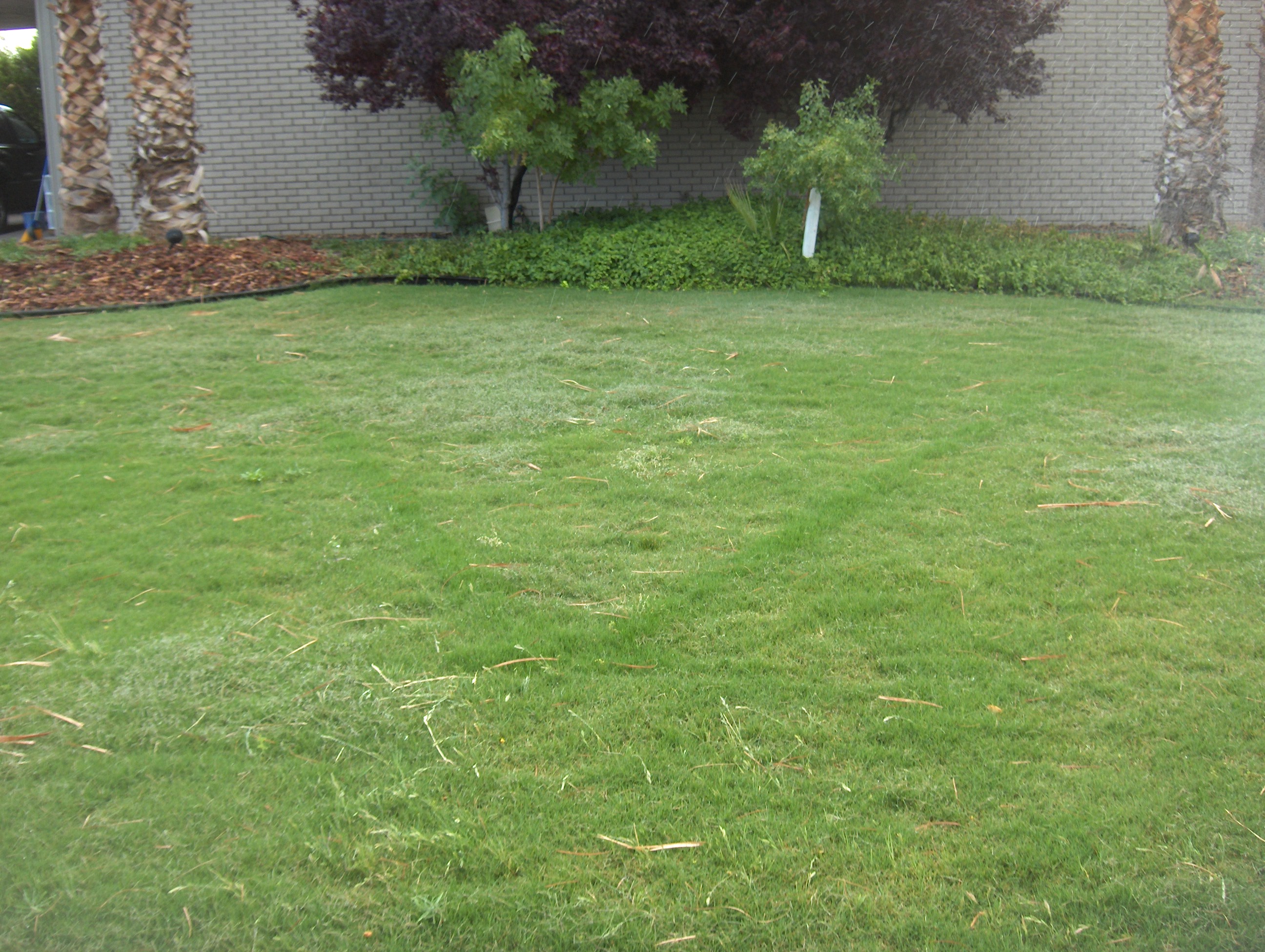 Networx: Overseeding for a thicker, healthier lawn