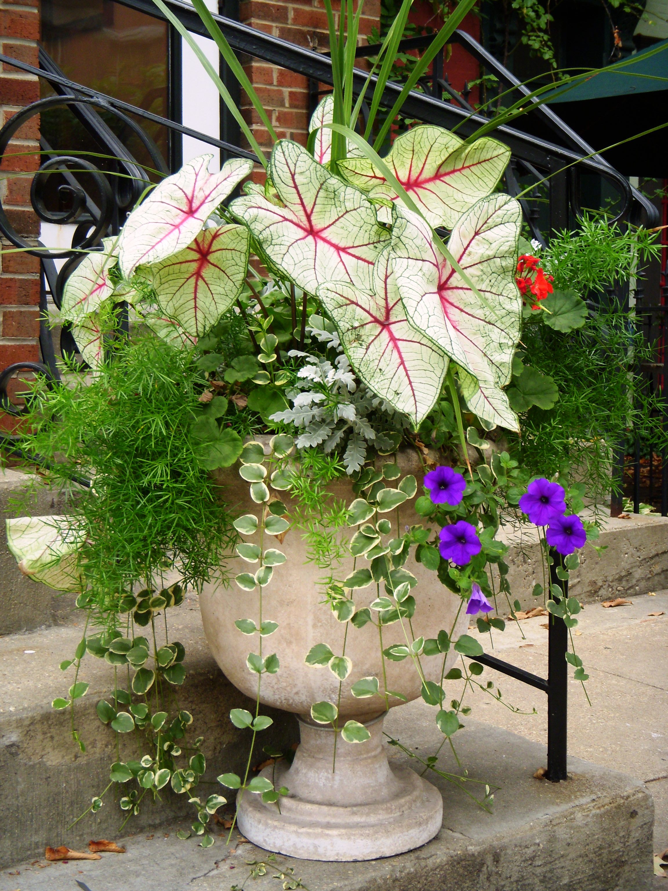 Networx: Best plants to grow in pots