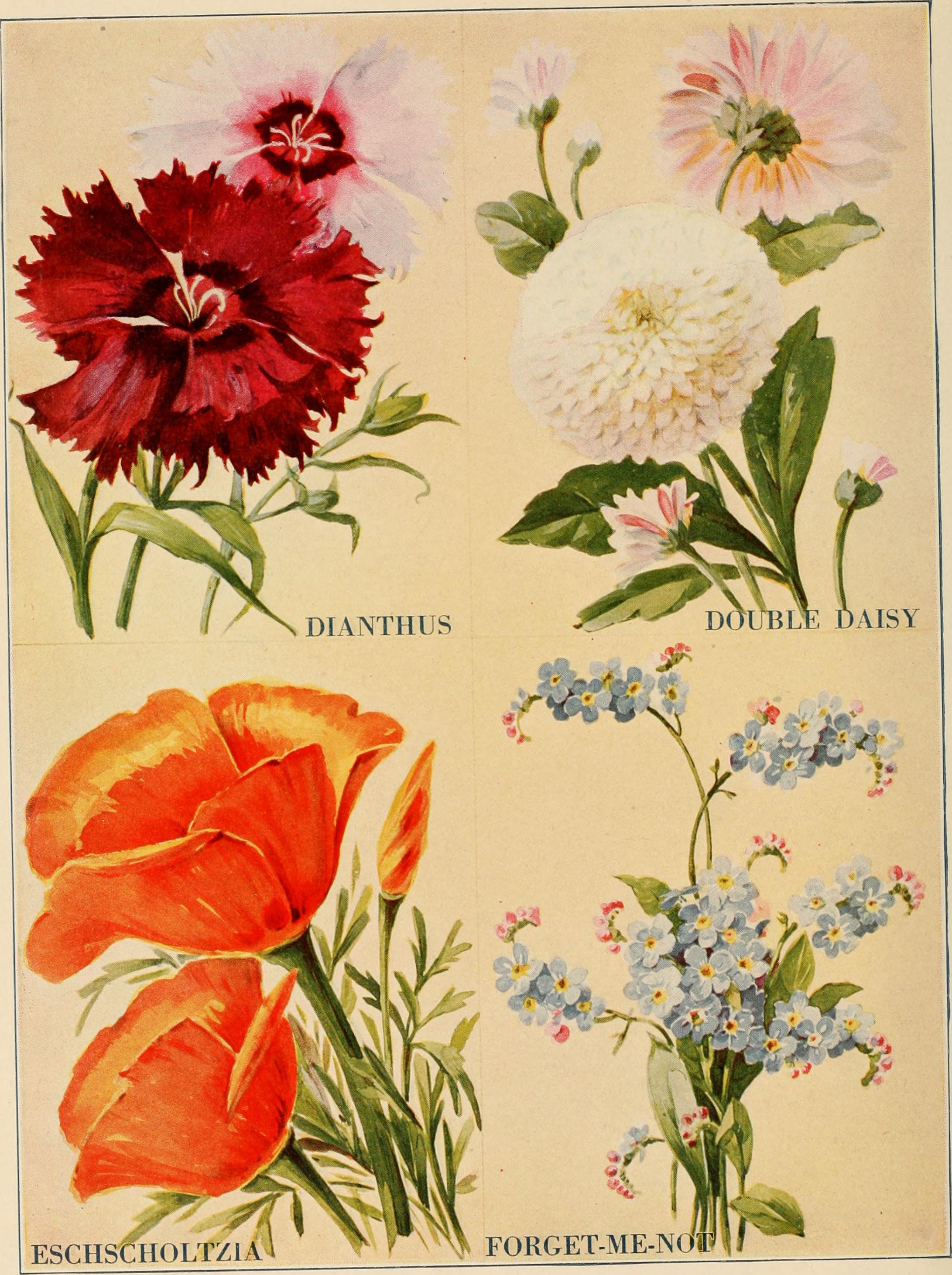 Networx: Planting flowers for beginners