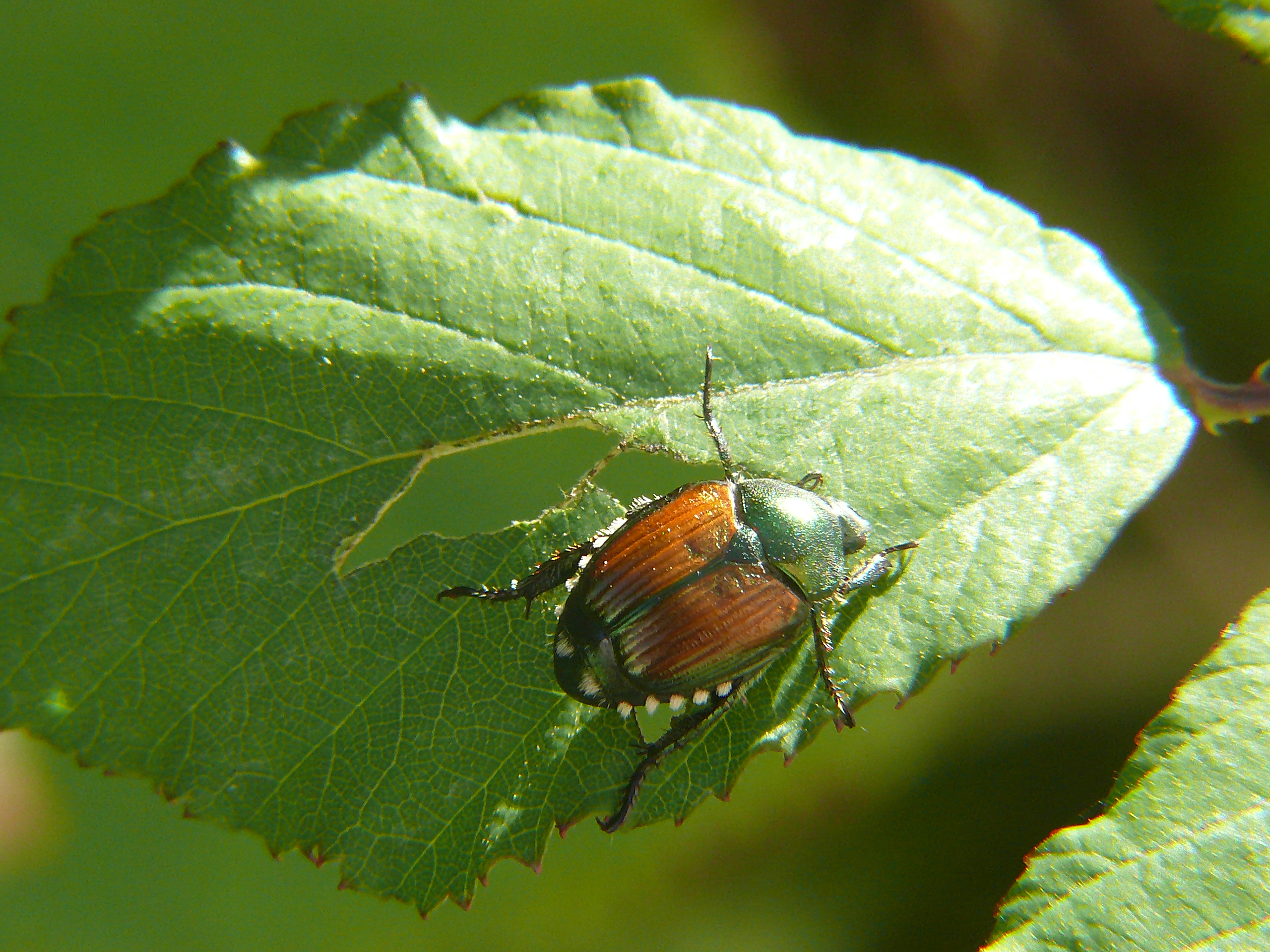 Networx: Japanese beetle: How to control its destructive power