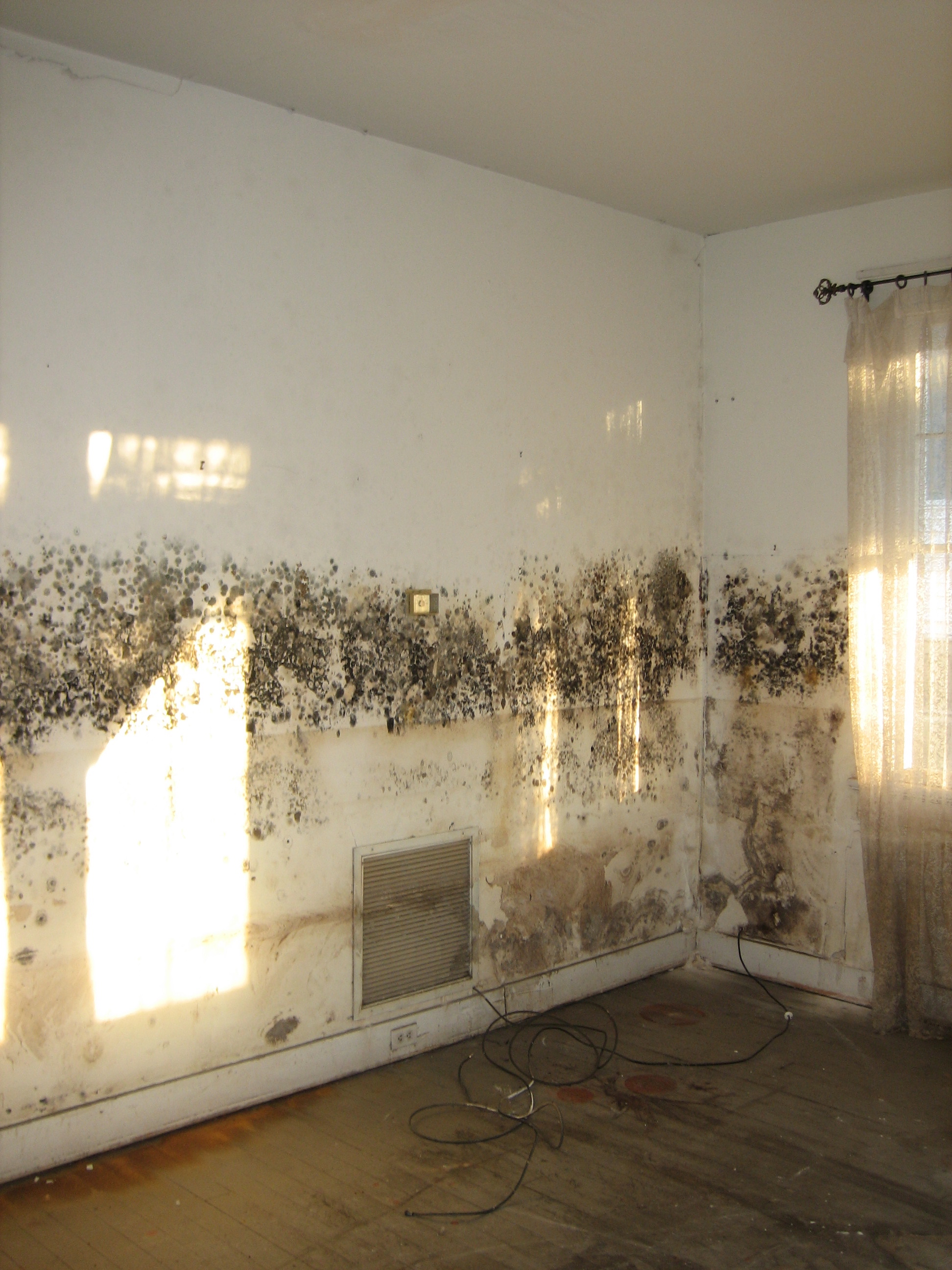 Networx: Black mold: Get it out of your house