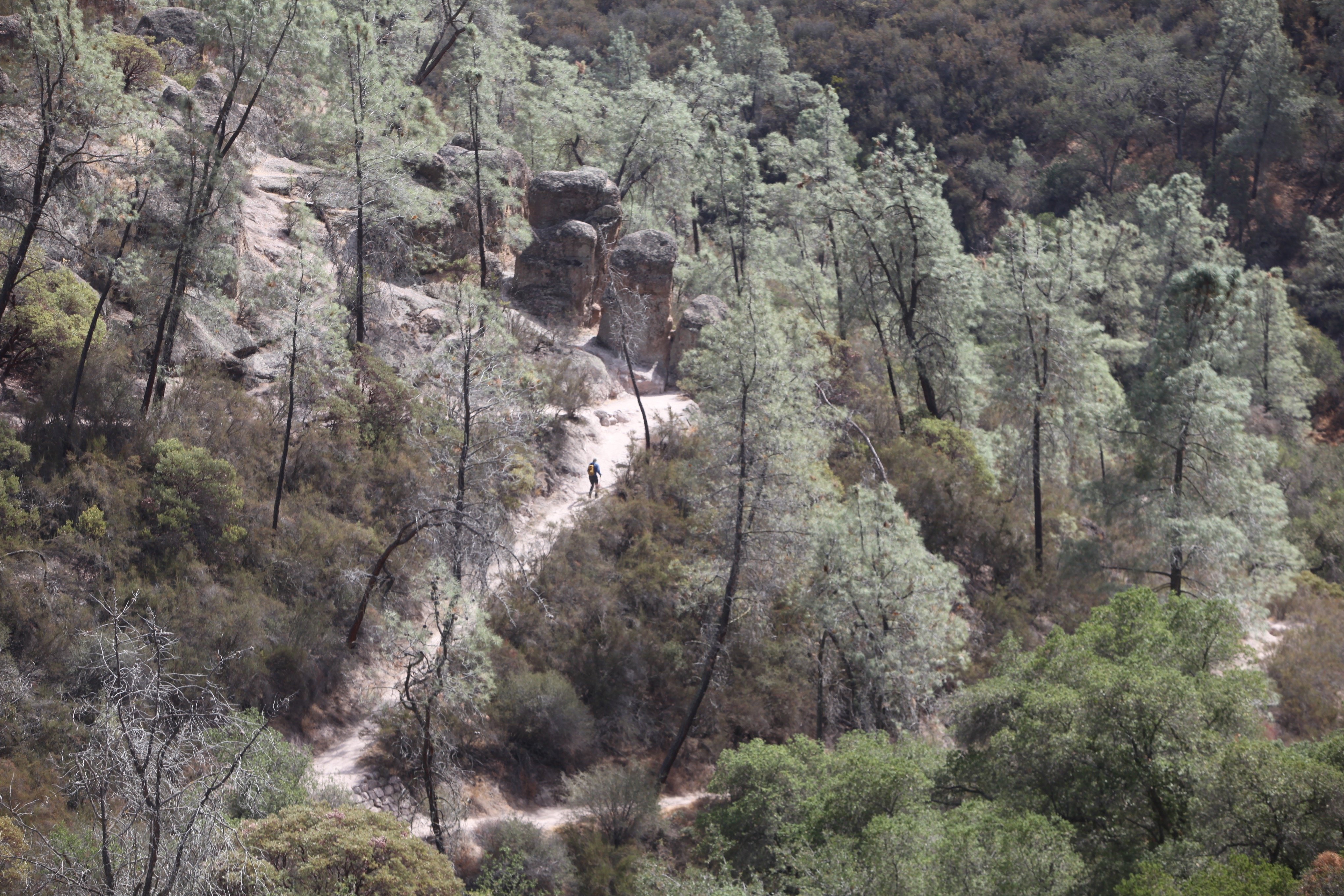 Travel: Spotting a wildlife miracle in Pinnacles National Park