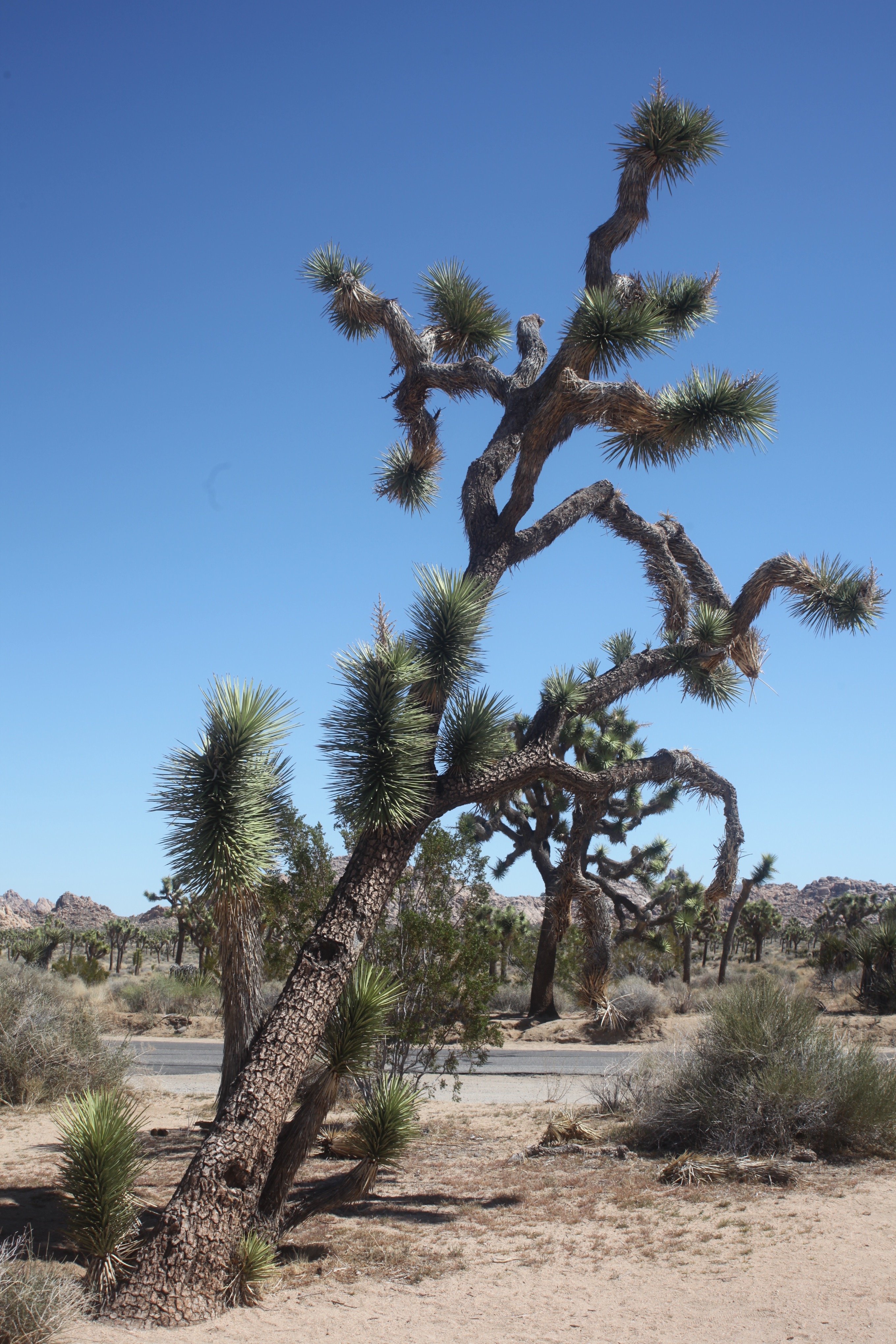Travel: Exploring Joshua Tree’s harsh beauty