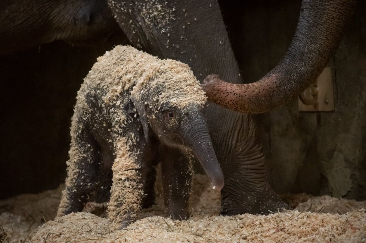 Baby elephant born at Columbus Zoo