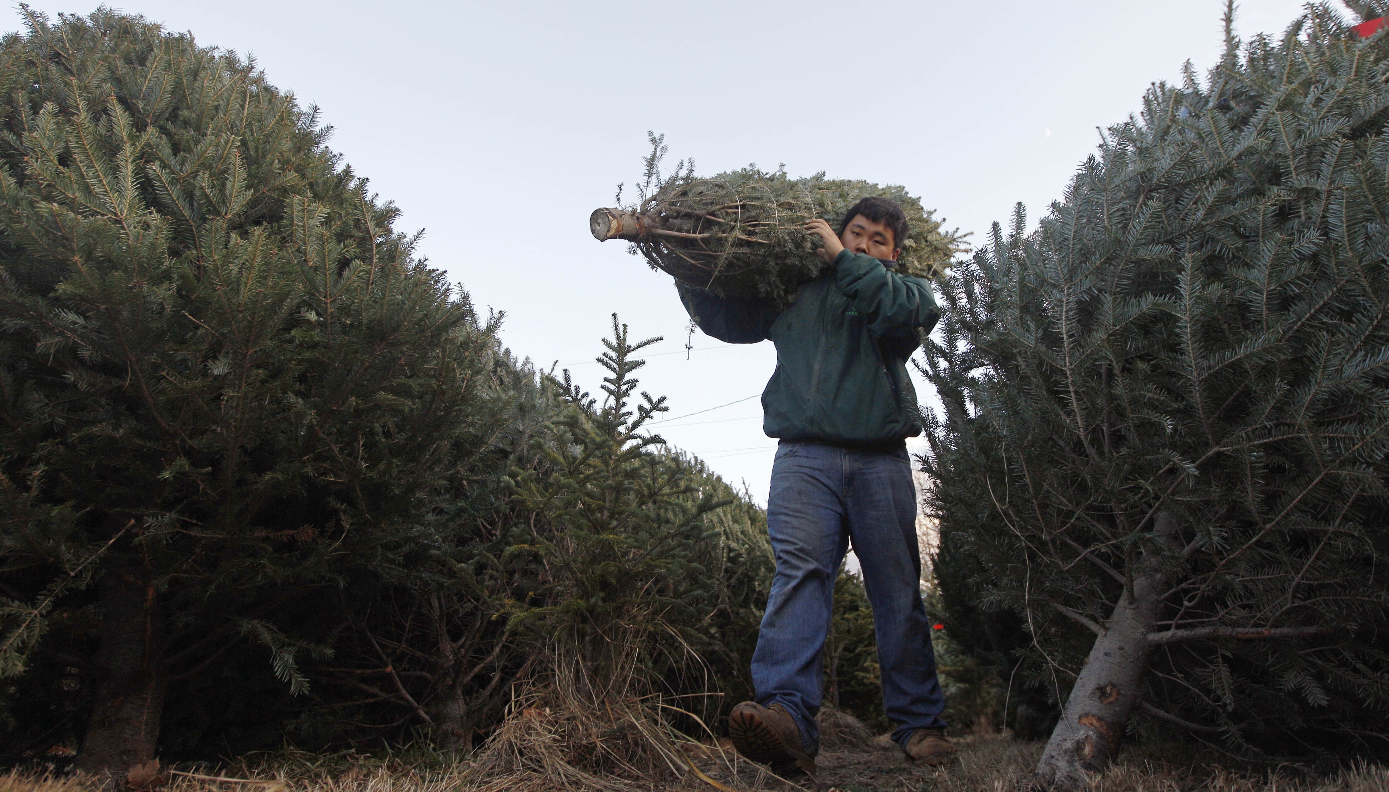 Here’s why your Christmas tree might be more expensive this year