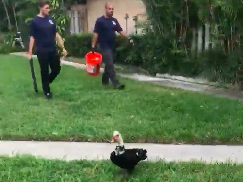 ‘Blood everywhere’: Fla. community furious about eliminating nuisance ducks — with guns