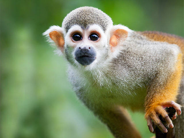 FDA ends Arkansas nicotine research after monkey deaths