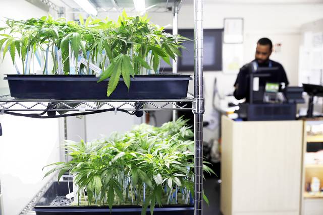 State set to announce 5 medical pot cultivation licenses