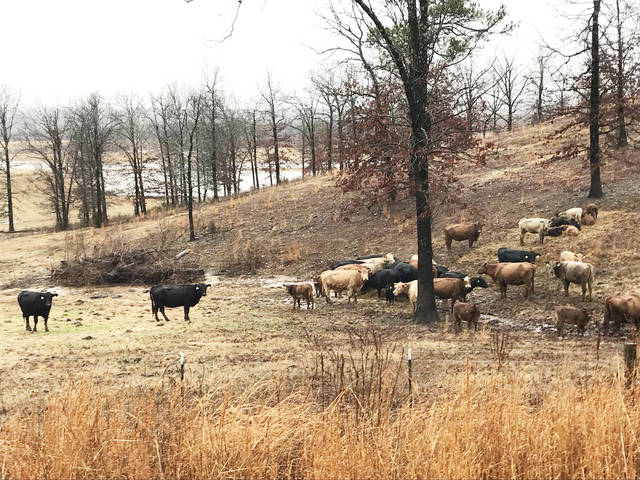Arkansans assessing storm damage to agriculture assets