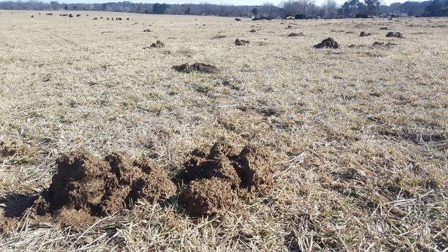 Revival of sacrifice pastures possible, U of A expert says