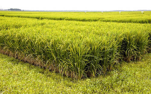 U of A Division of Ag releases second aromatic rice variety