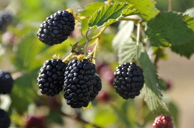 Meetings set to discuss forming blackberry growers association