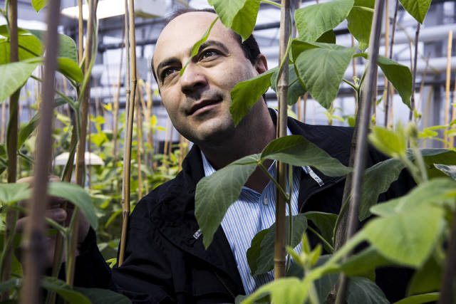 Alumnus returns to lead Arkansas soybean breeding program