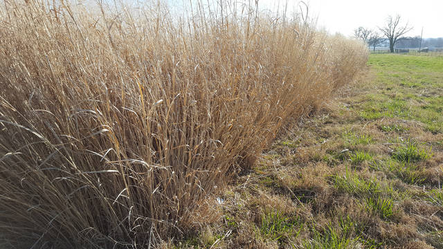 Switchgrass may offer potential for native grass in pastures