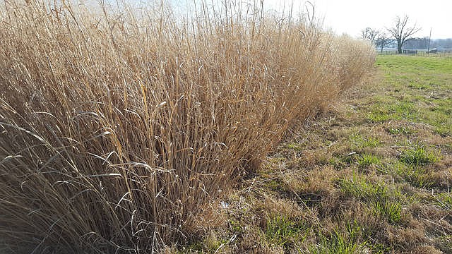 Switchgrass may offer potential for native grass in pastures ...