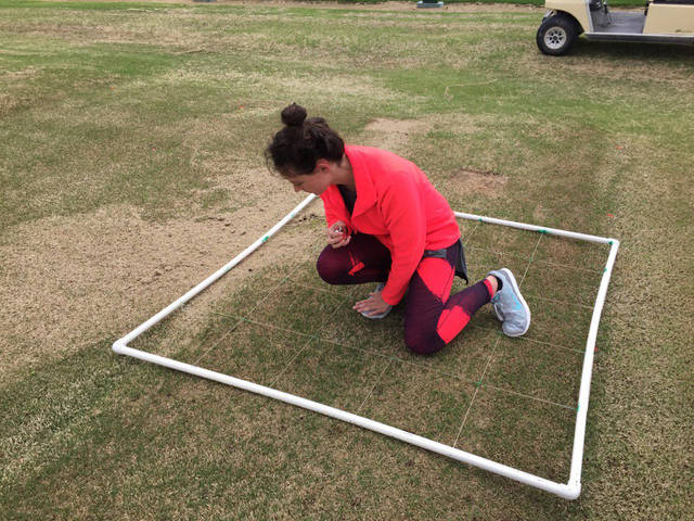 Video summarizes earthworm management research for turfgrass industry
