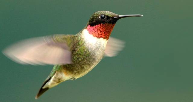 Willing Workers learning about hummingbirds