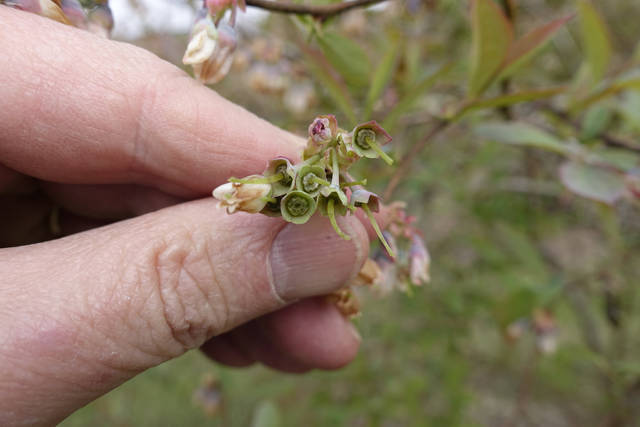 Arkansas fruit growers assess damage from freeze; brace for 2nd round