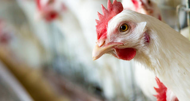 AN EDITORIAL: Shame on you, Summit Poultry