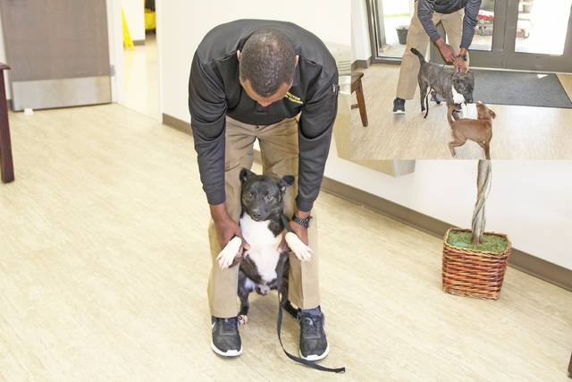 Animal Control director hopes to educate residents on laws