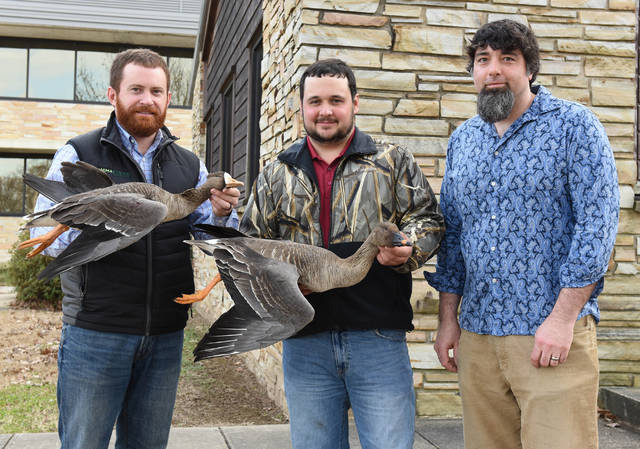 Rare bird shows up in goose hunters’ harvest in Southeast Arkansas