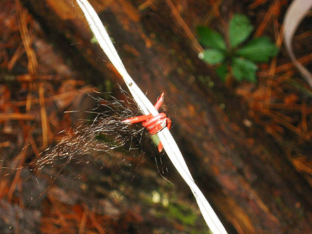 Ecologist deploys bear hair snares to study black bear populations