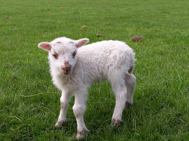 Vaccinating young livestock against disease affordable, practical, experts say