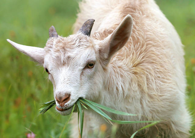 Electric fencing can increase pasture utilization, save money, experts say