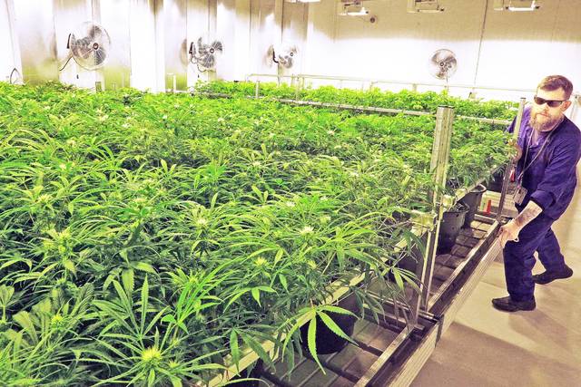 Supreme Court hearings in case over medical marijuana permits begin