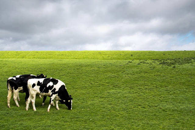 Bloating: A potentially deadly problem for livestock, experts say