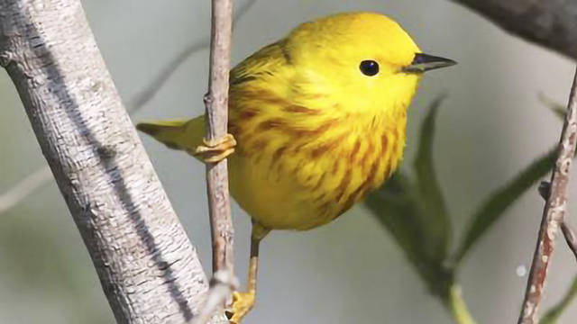 Delta Rivers Nature Center to host bird watching workshop