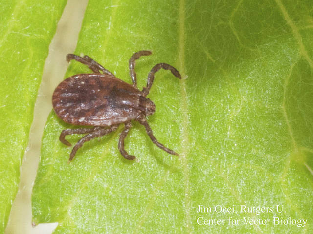 U of A tick study continues monitoring as Longhorned tick confirmed